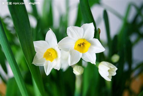 水仙花